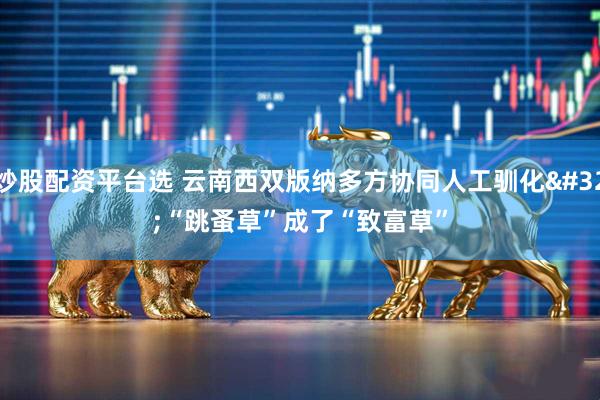 炒股配资平台选 云南西双版纳多方协同人工驯化 “跳蚤草”成了“致富草”