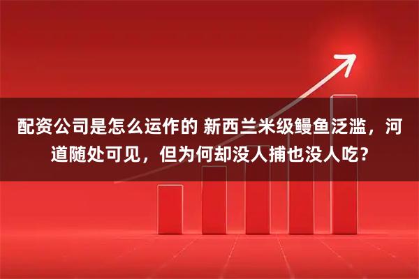 配资公司是怎么运作的 新西兰米级鳗鱼泛滥，河道随处可见，但为何却没人捕也没人吃？